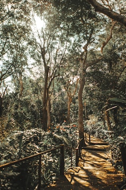 brown wooden bench under green trees during daytime