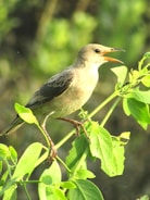 A bird perched on a leafy branch appears to be singing or calling out. The surroundings consist of lush green foliage, creating a natural and vibrant setting.