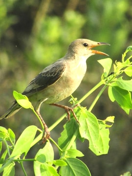 A bird perched on a leafy branch appears to be singing or calling out. The surroundings consist of lush green foliage, creating a natural and vibrant setting.