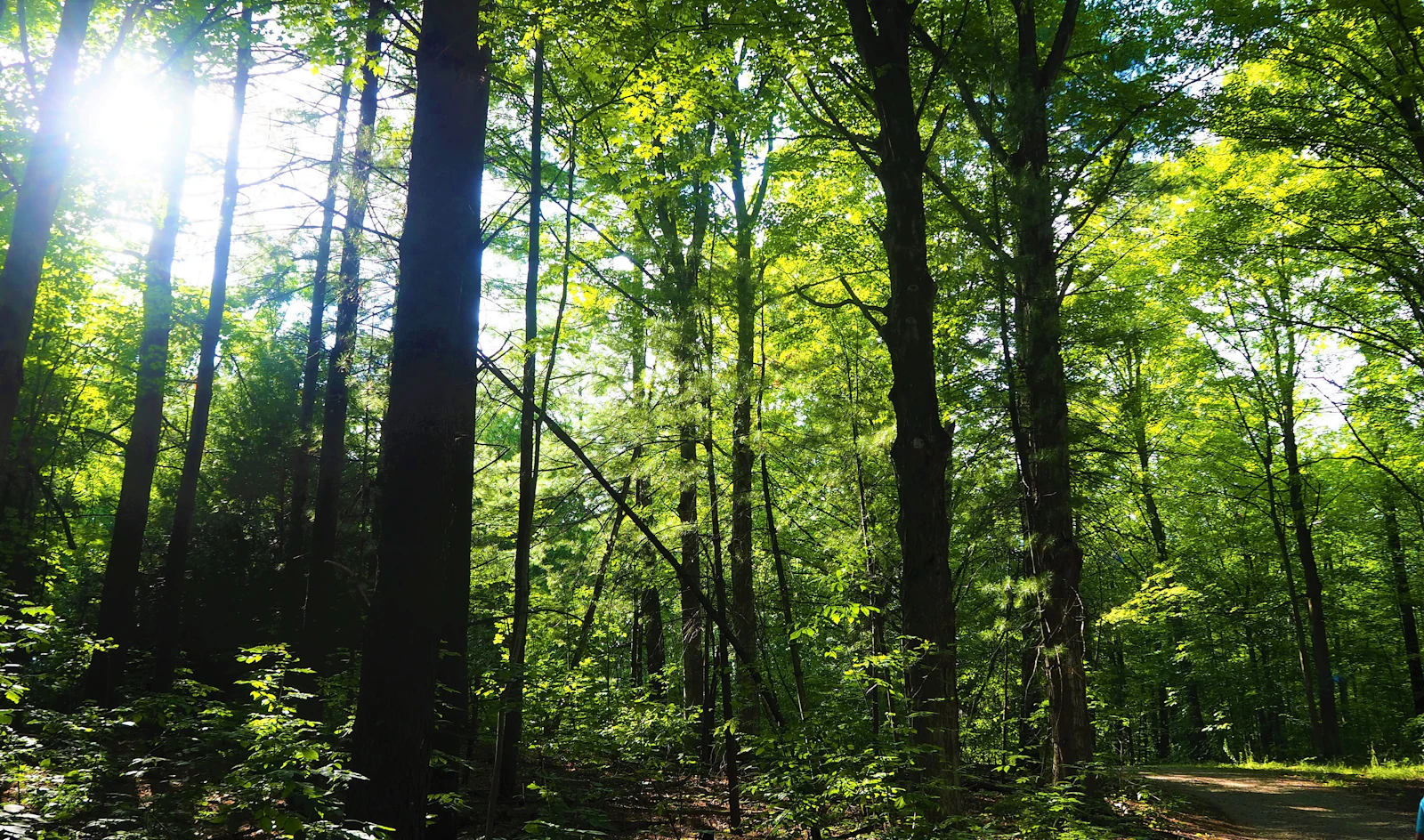 Green trees in the forest at Forks of the Credit