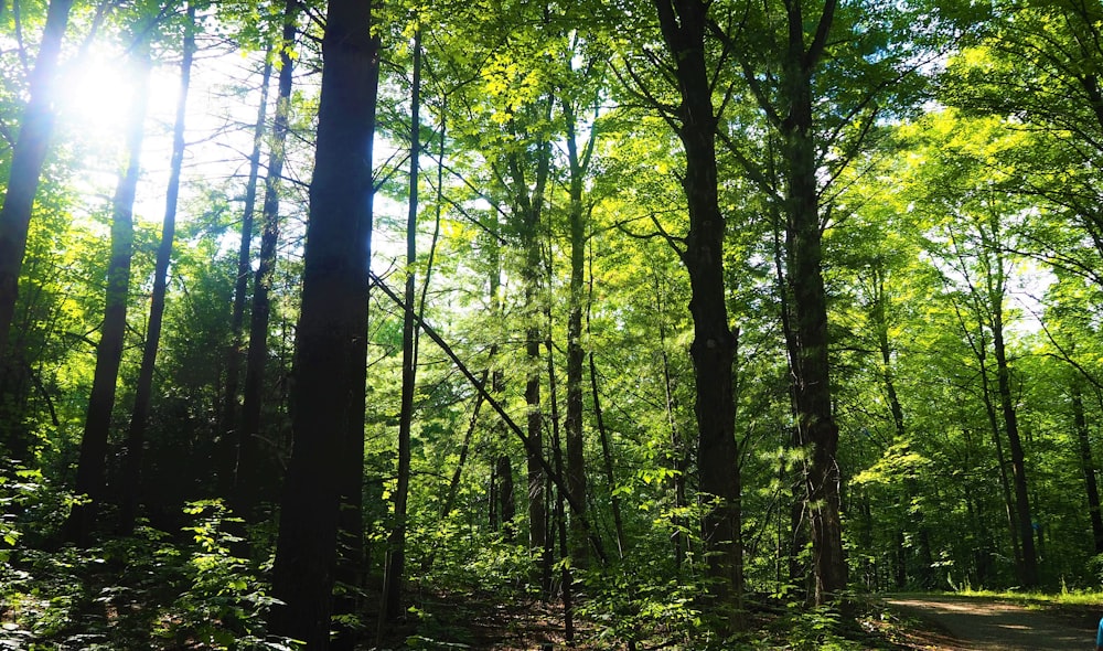 green trees on forest during daytime