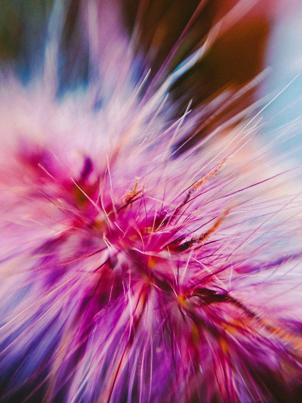 purple and white flower in macro lens