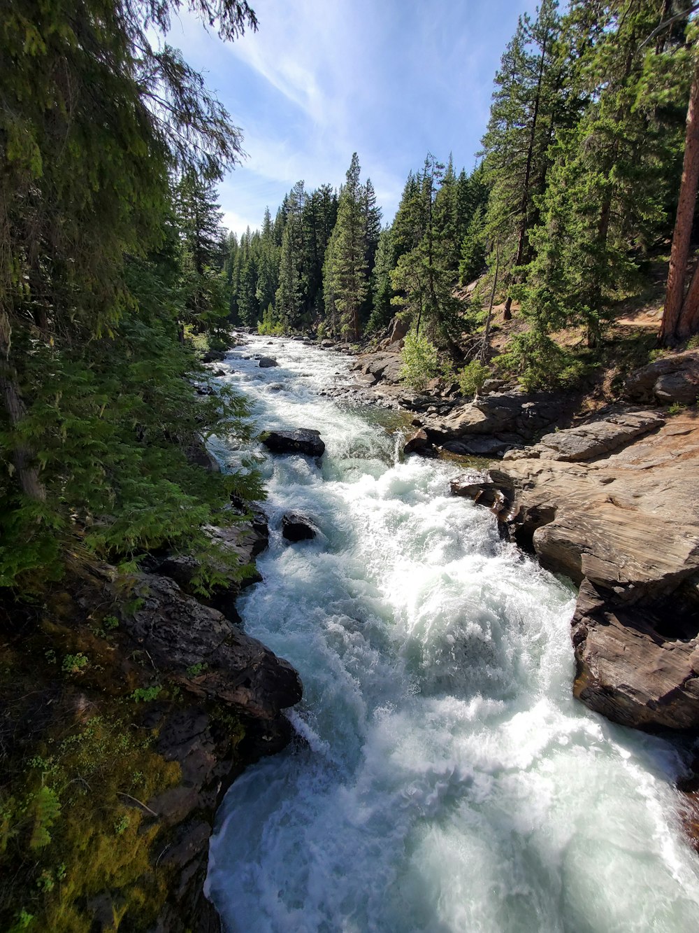 river between green trees under blue sky during daytime