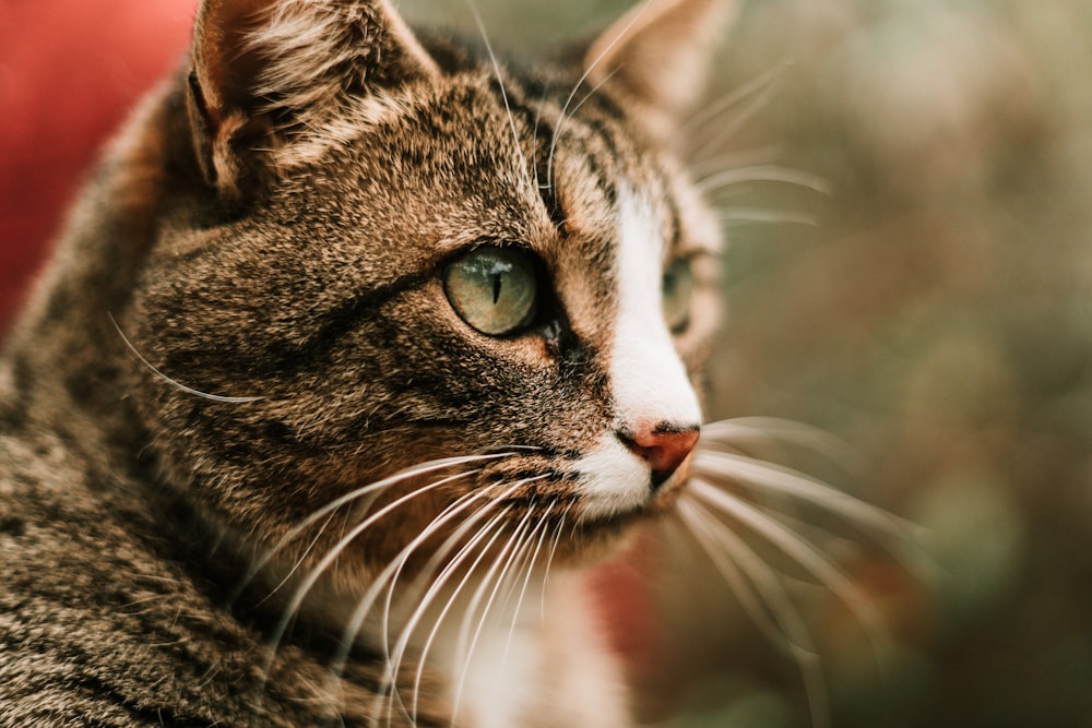 brown tabby cat in close up photography