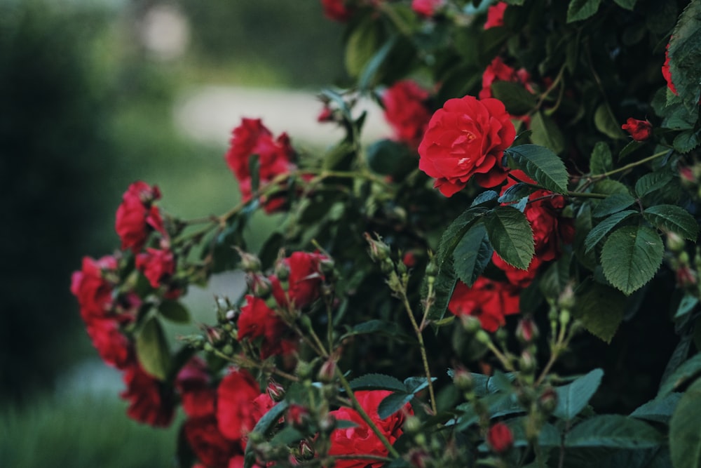 a bush of red flowers with green leaves