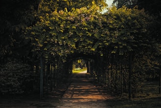 brown pathway between green trees during daytime
