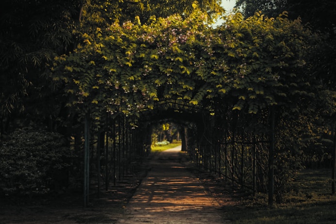 brown pathway between green trees during daytime