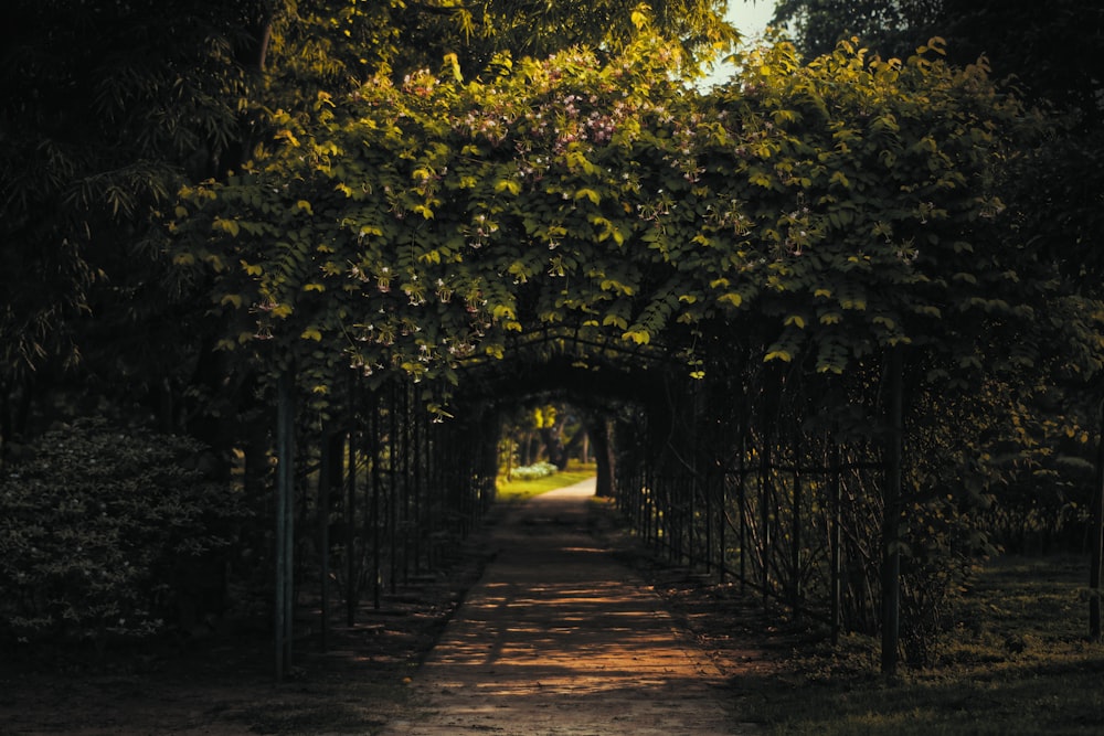 brown pathway between green trees during daytime