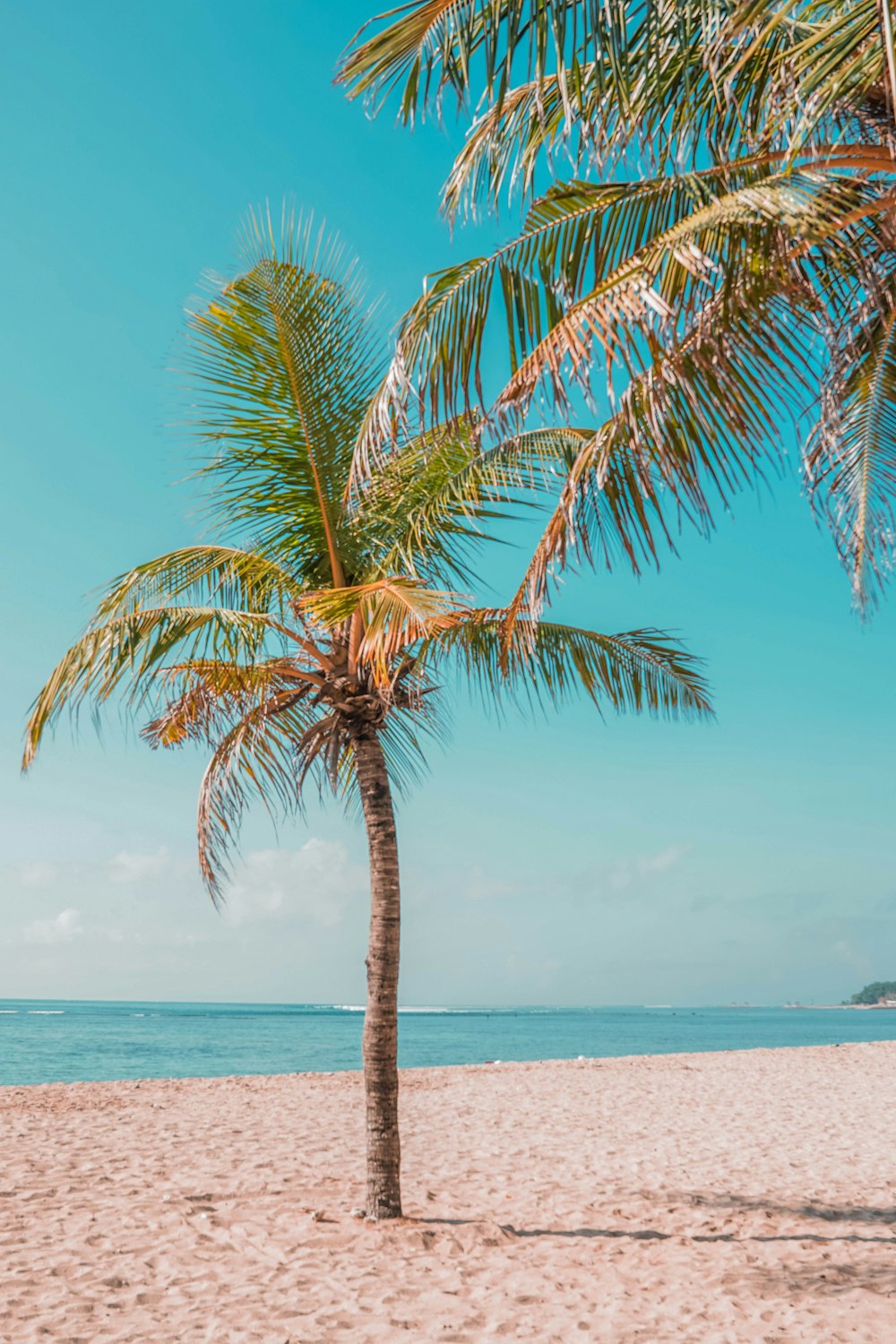 green palm tree near sea during daytime