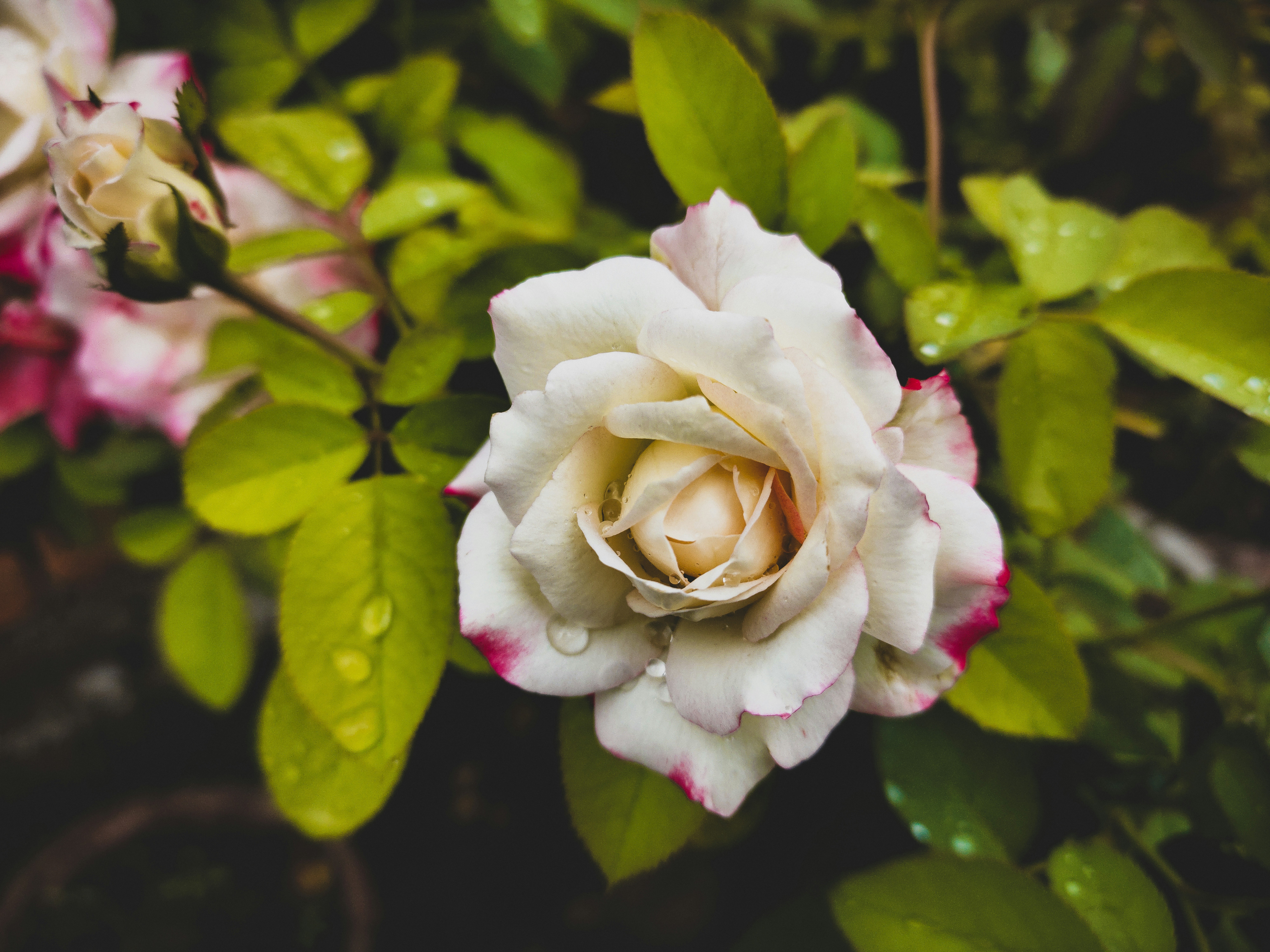 Photo by shekhar8018