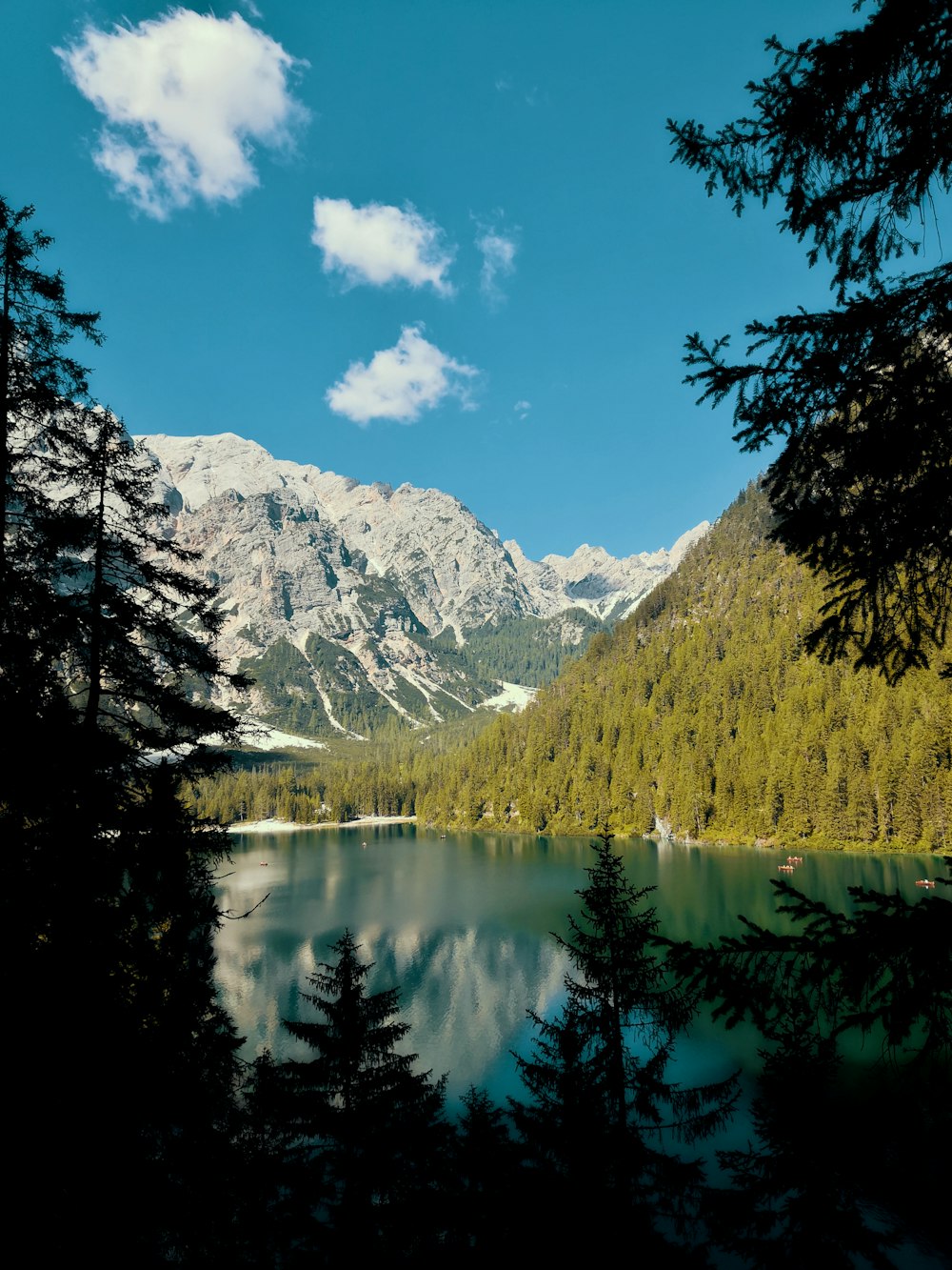 green trees near lake under blue sky during daytime