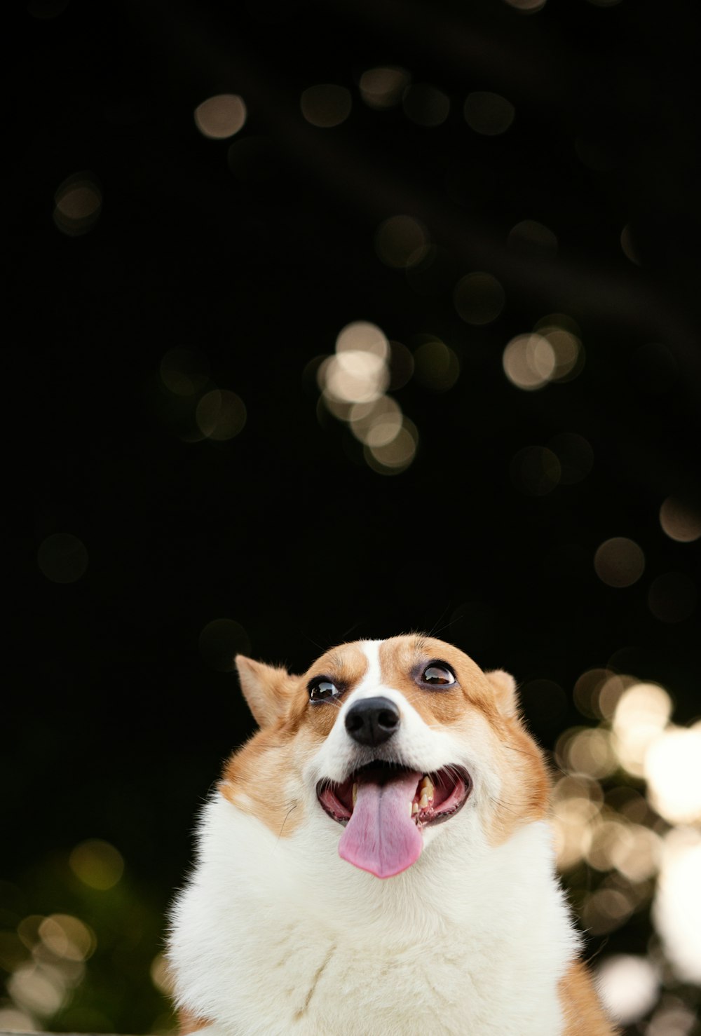 brown and white short coated dog