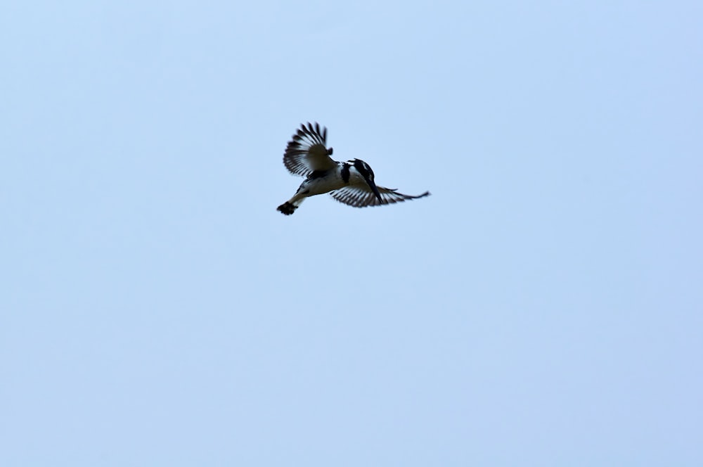 black and white bird flying during daytime