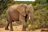 A close-up of a majestic elephant walking through the lush African bush.