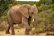 A close-up of a majestic elephant walking through the lush African bush.