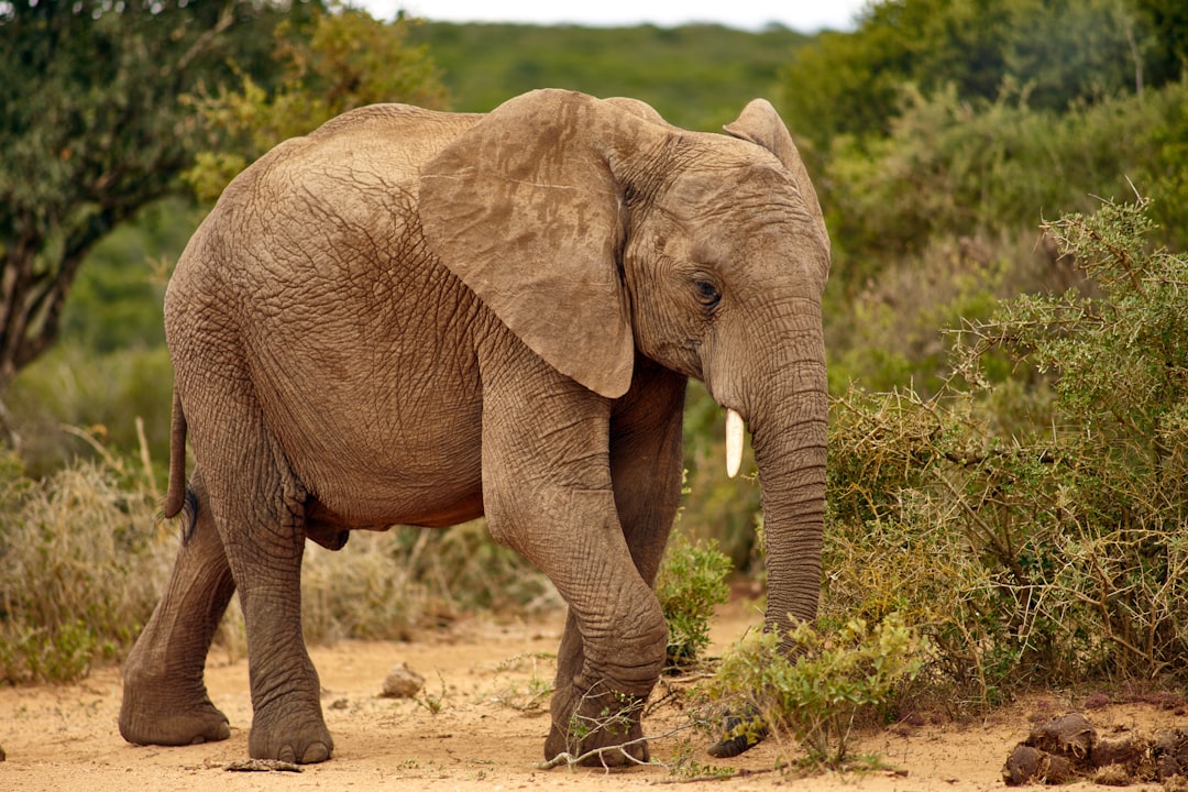 brown elephant on brown grass field during daytime