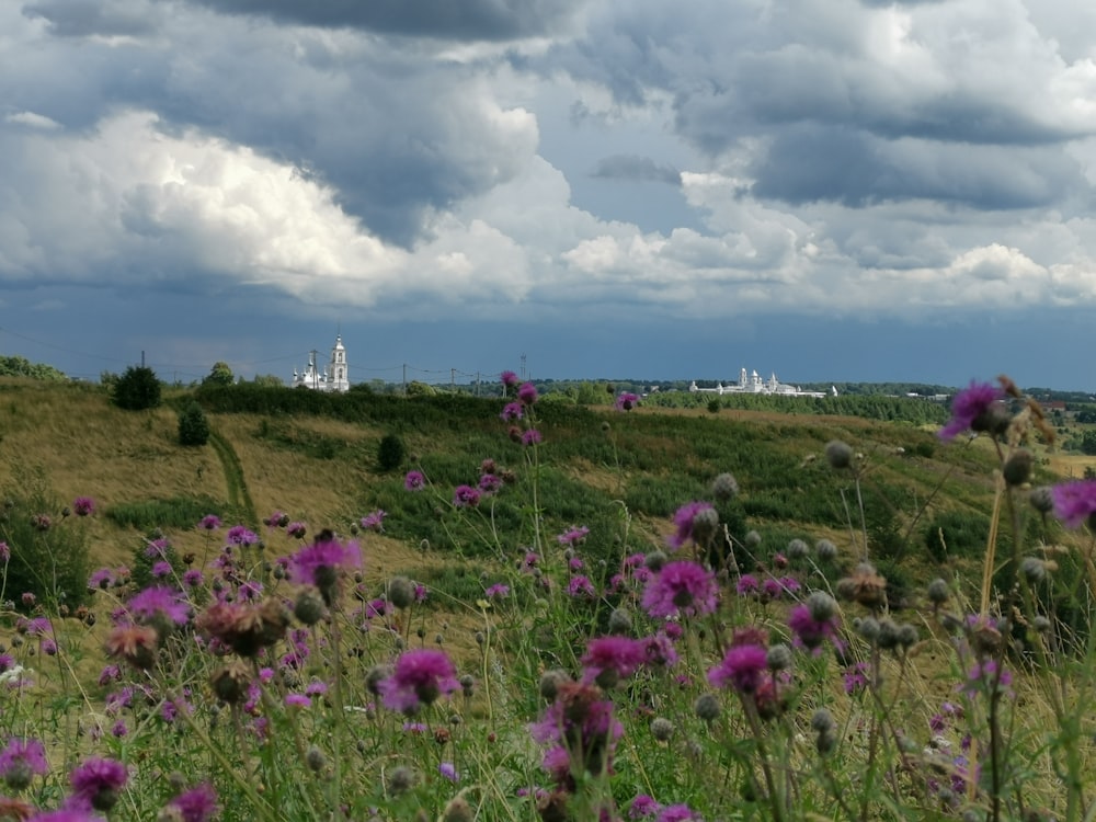 champ de fleurs violettes sous le ciel bleu et les nuages blancs pendant la journée