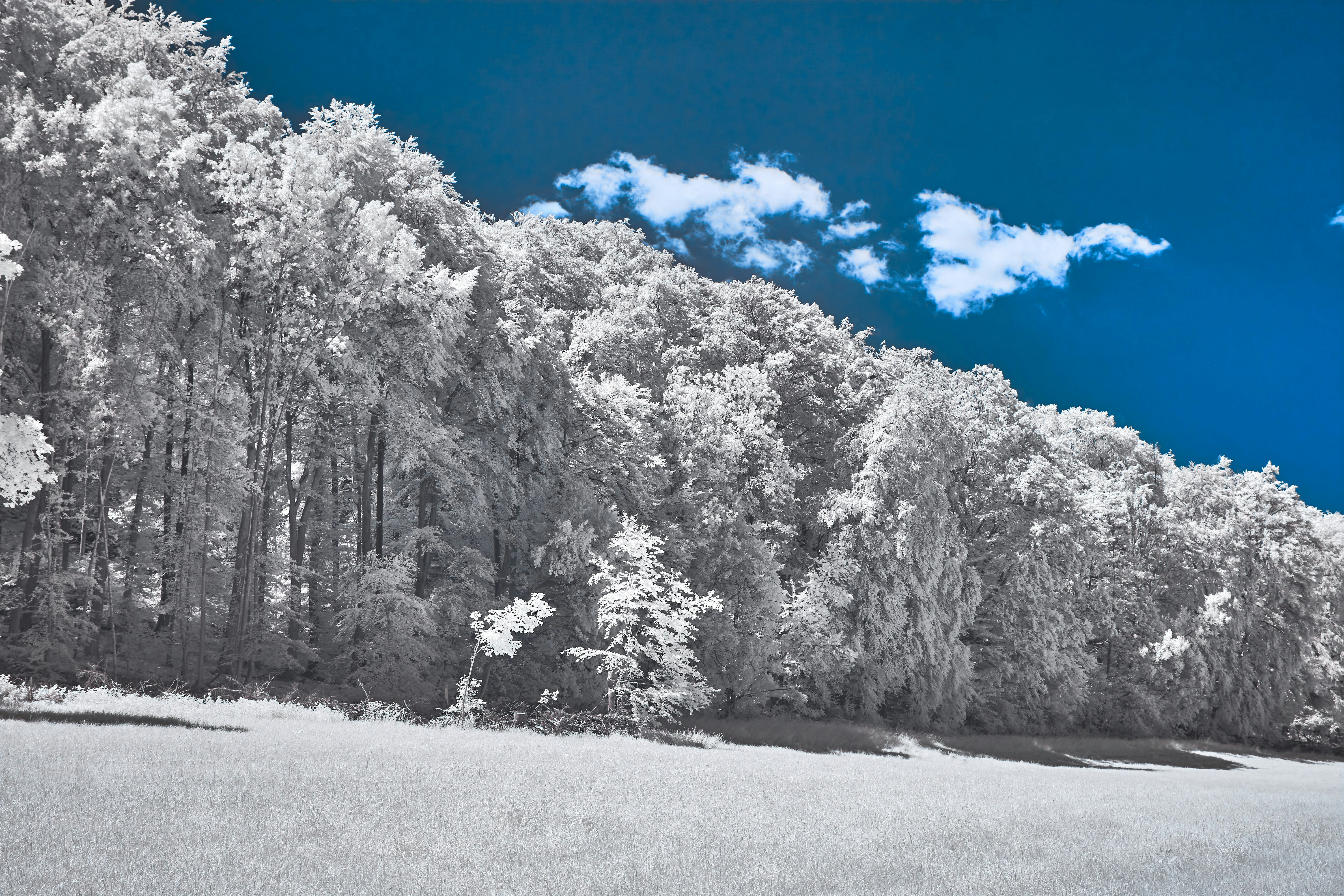 Photo by wolfgang_hasselmann