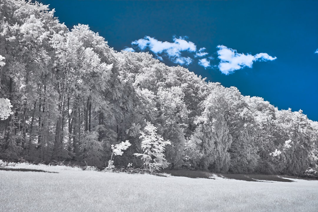 snow covered trees under blue sky during daytime