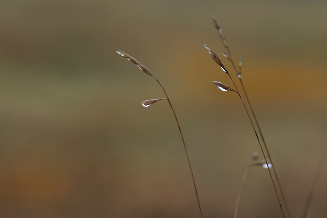 brown grass in tilt shift lens