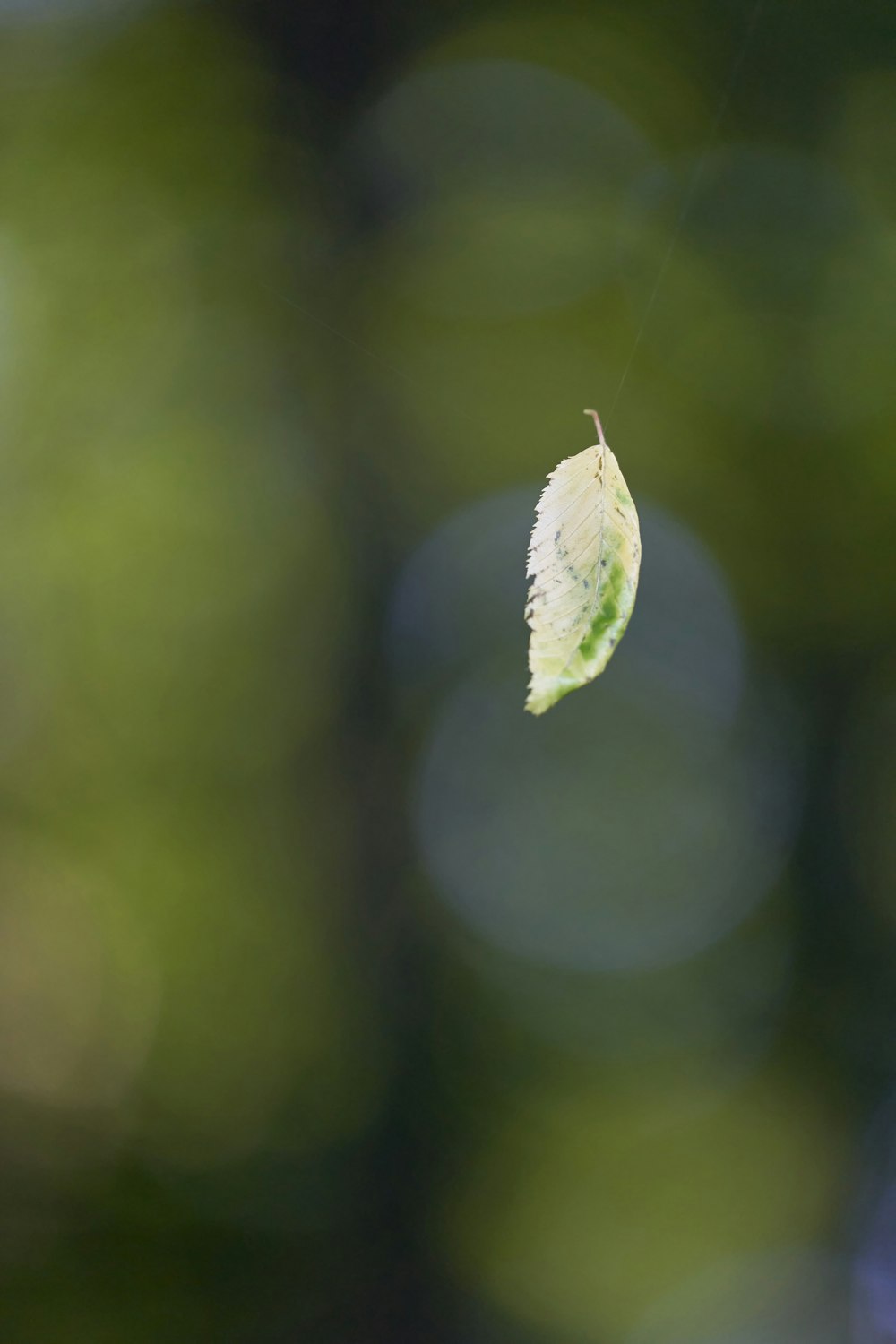 green leaf in tilt shift lens