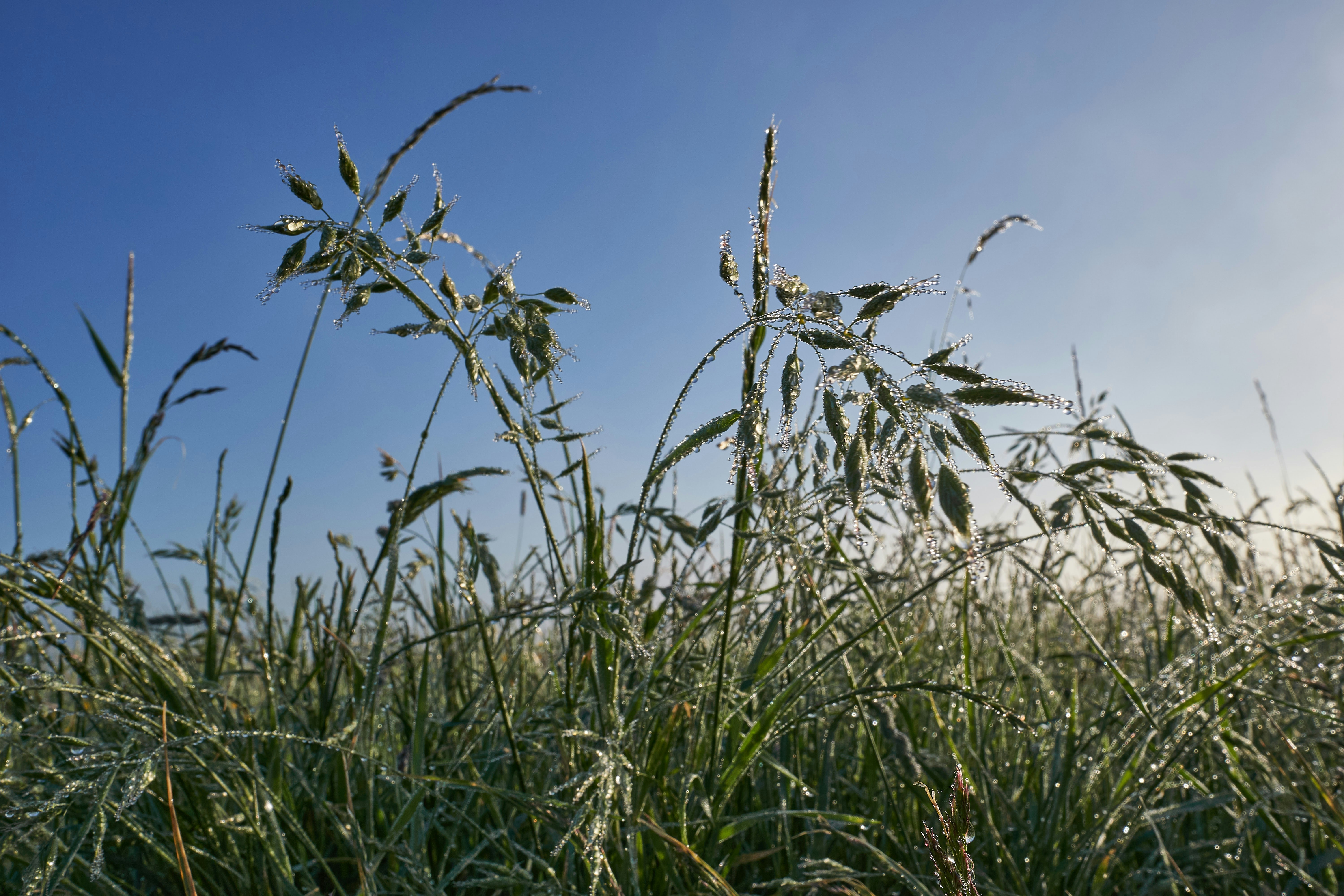 Photo by wolfgang_hasselmann