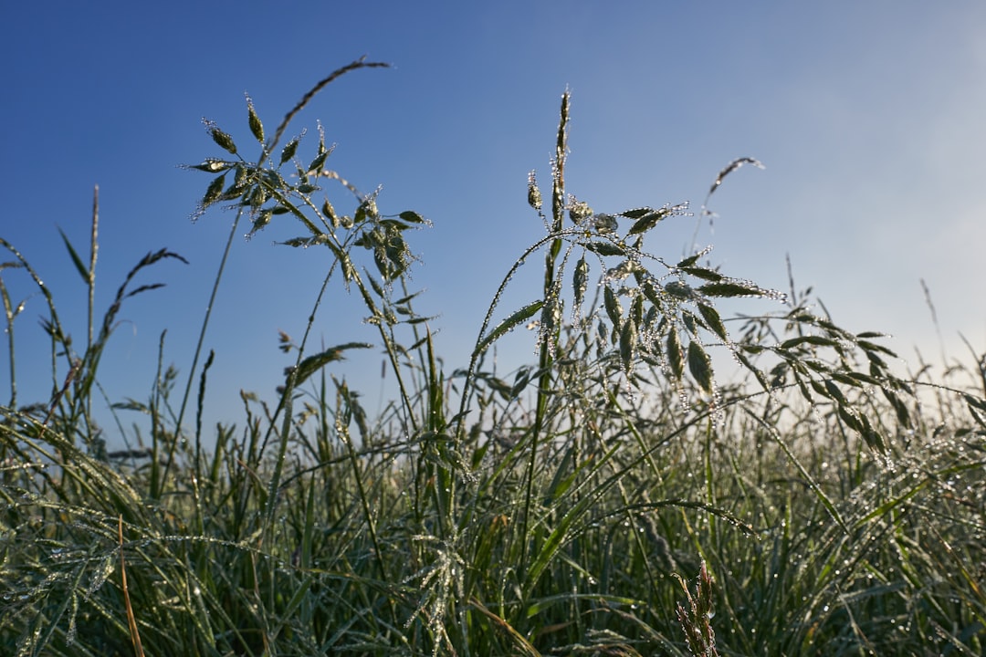 green grass under blue sky during daytime