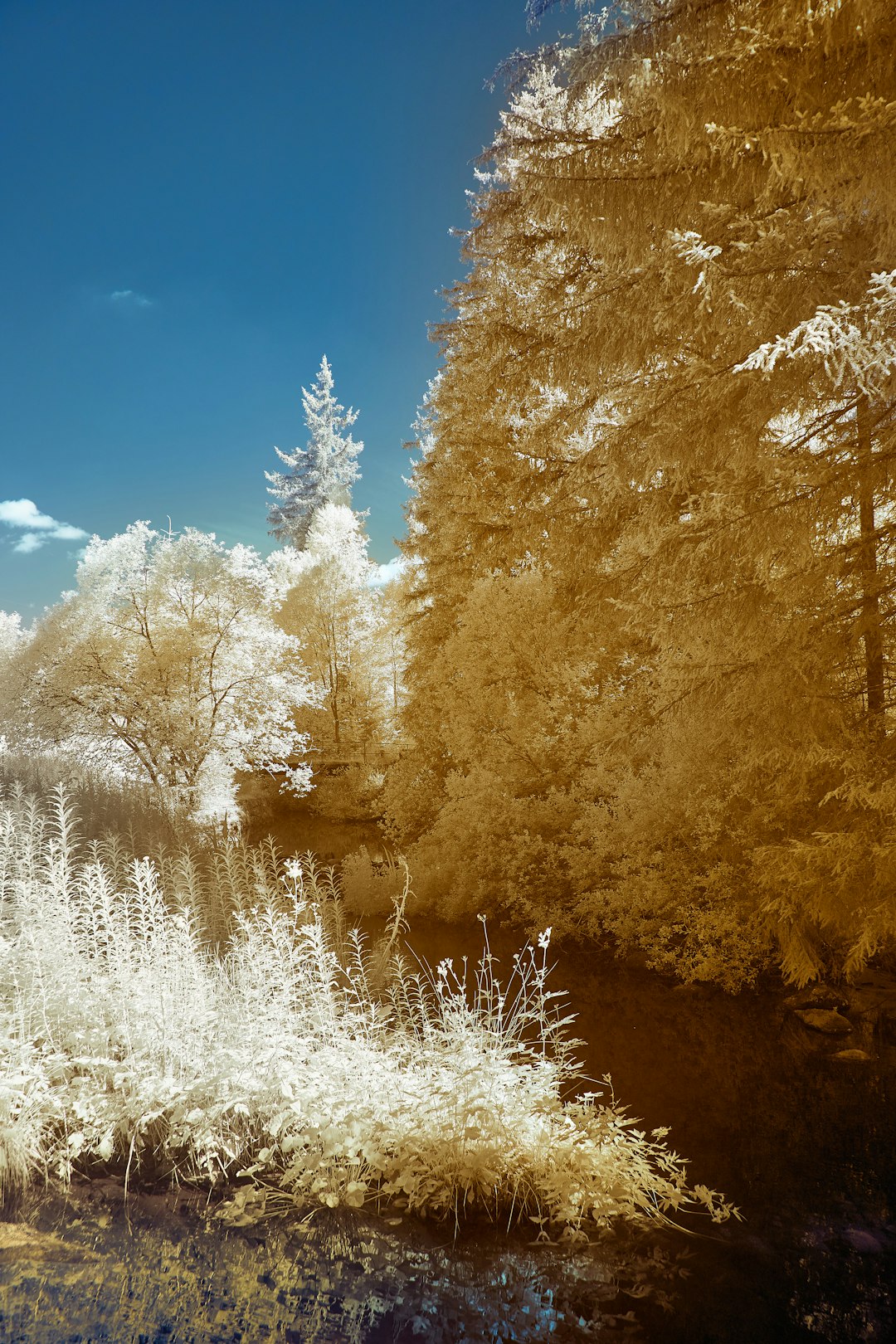 brown trees beside river under blue sky during daytime