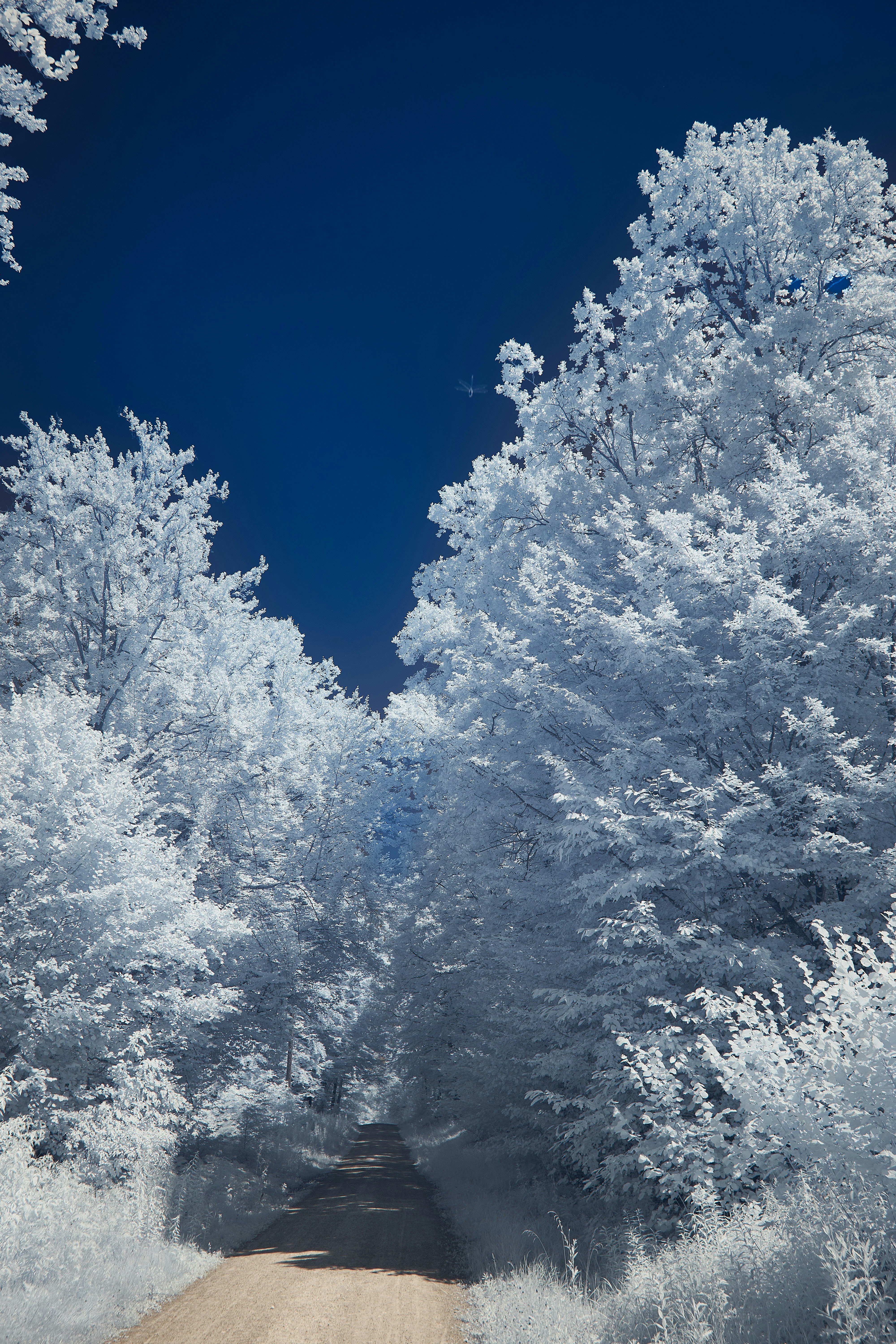 Photo by wolfgang_hasselmann