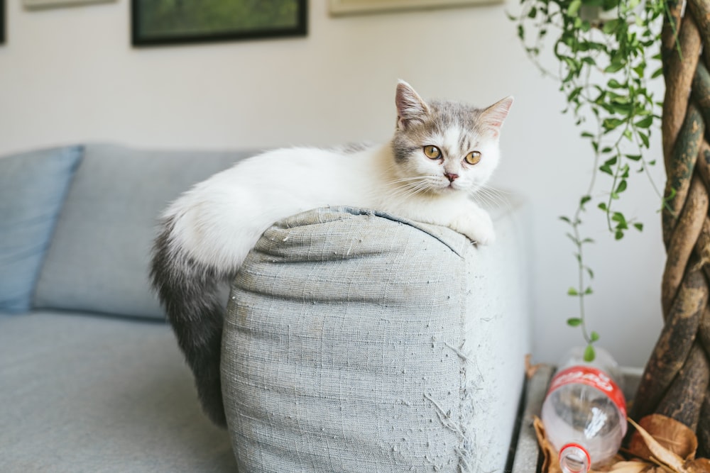 white and black cat on white cat tree