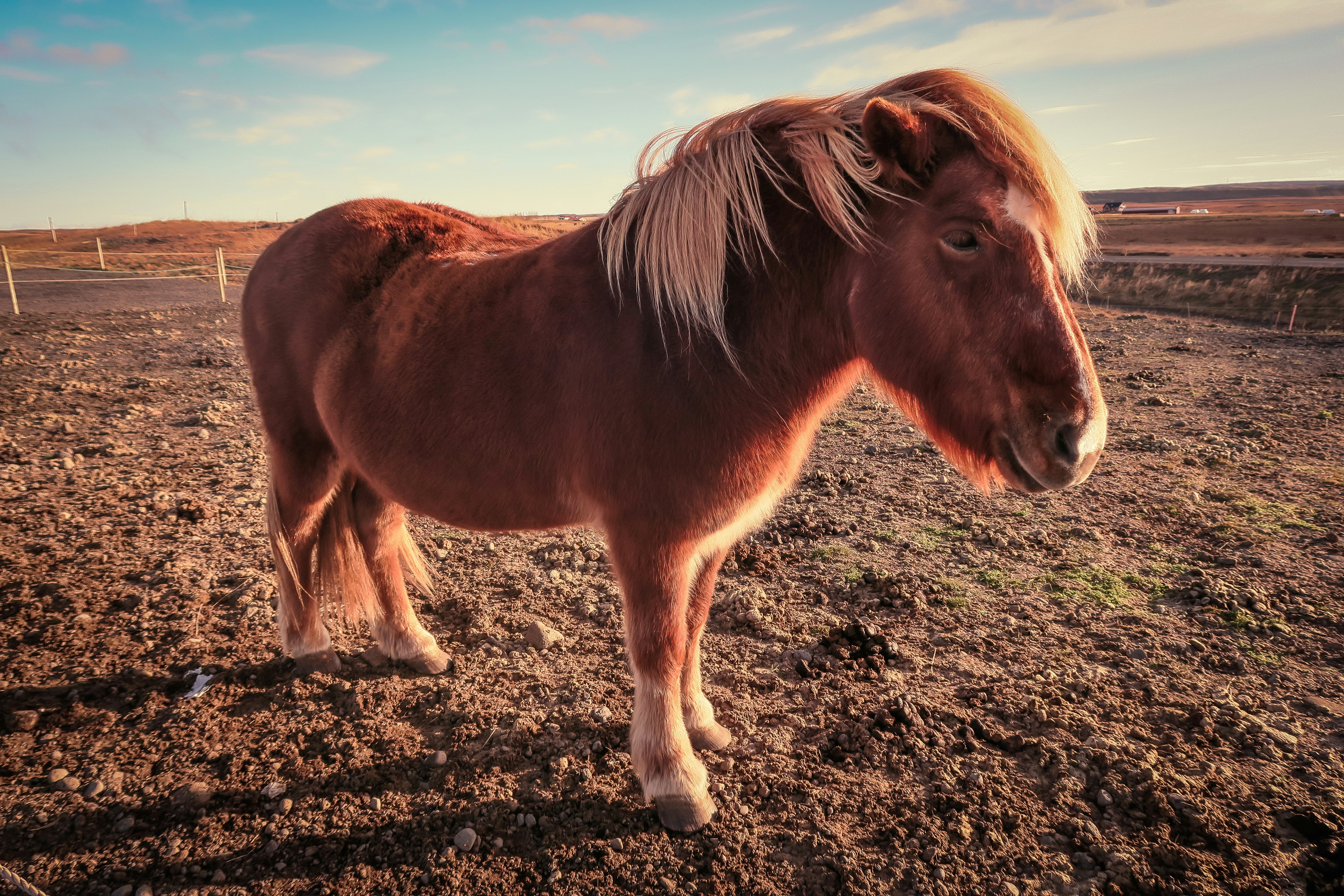 Cavalo Mangalarga Marchador