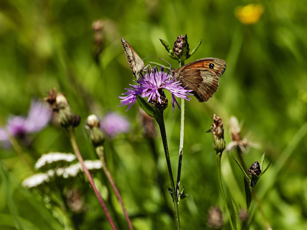 farfalla marrone appollaiata su fiore viola in primo piano fotografia durante il giorno