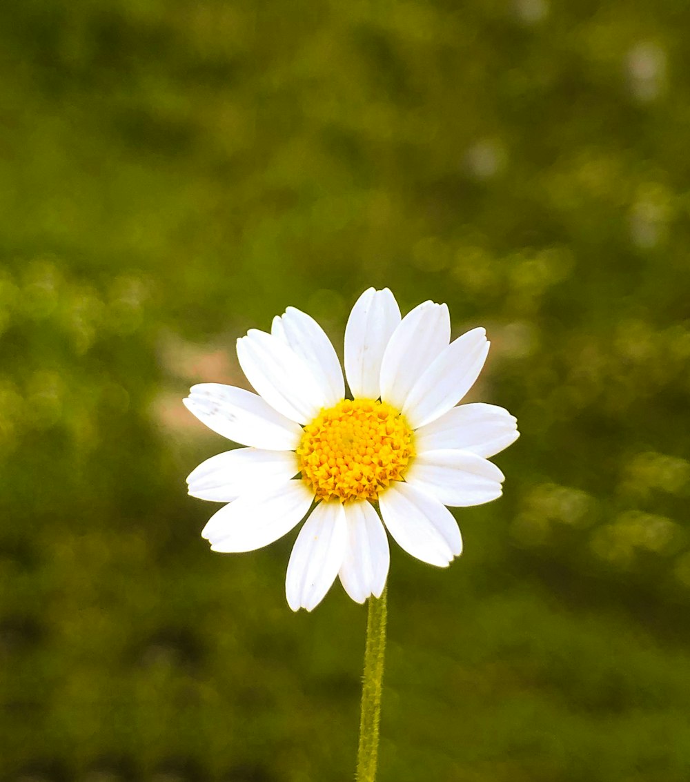 white daisy in bloom during daytime