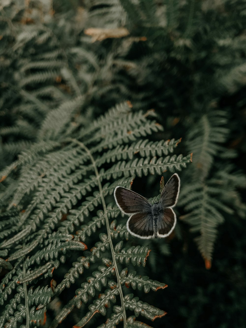 brown butterfly on green pine tree