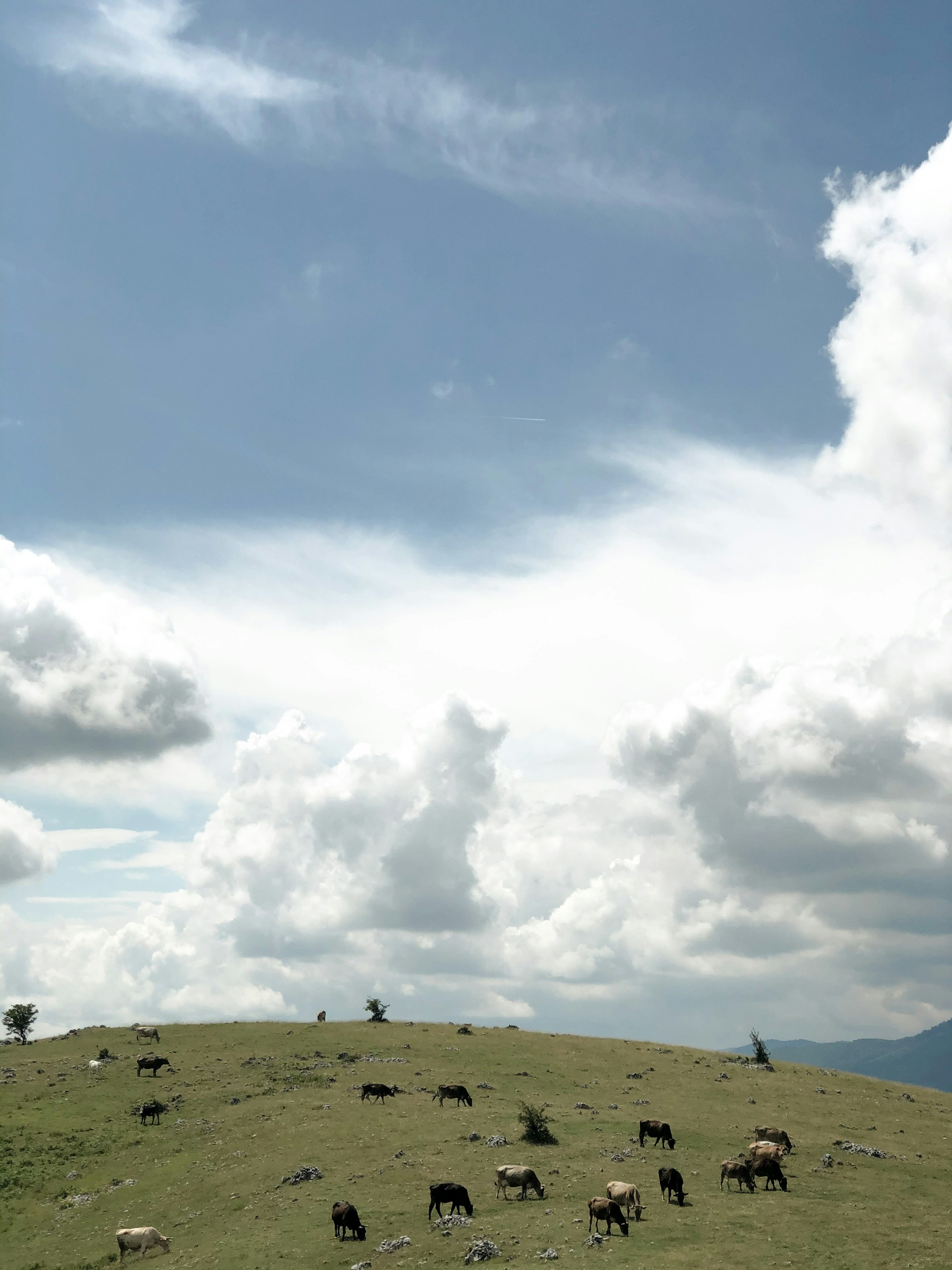 A serene view of the Texas Hill Country rolling hills behind a small herd of miniature Highland cattle grazing peacefully.