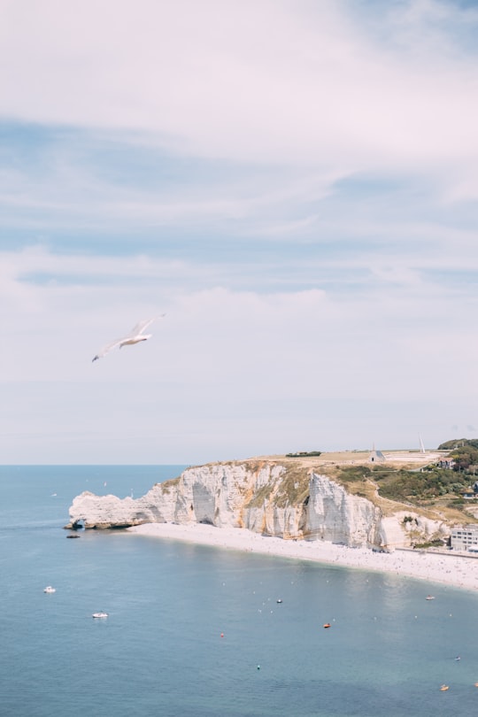 bird flying over the sea during daytime in Location gite Etretat /maison de vacances France