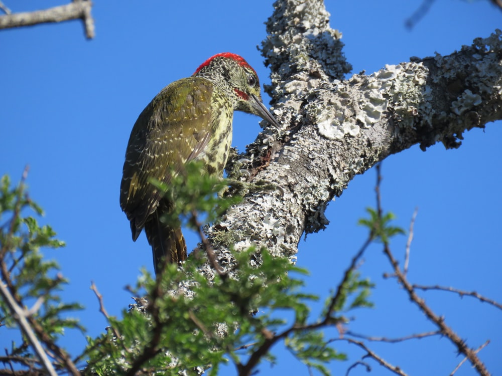 green and red bird on tree branch