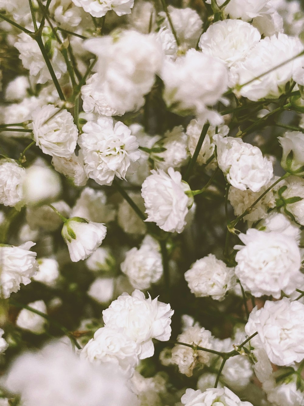 white flowers in tilt shift lens