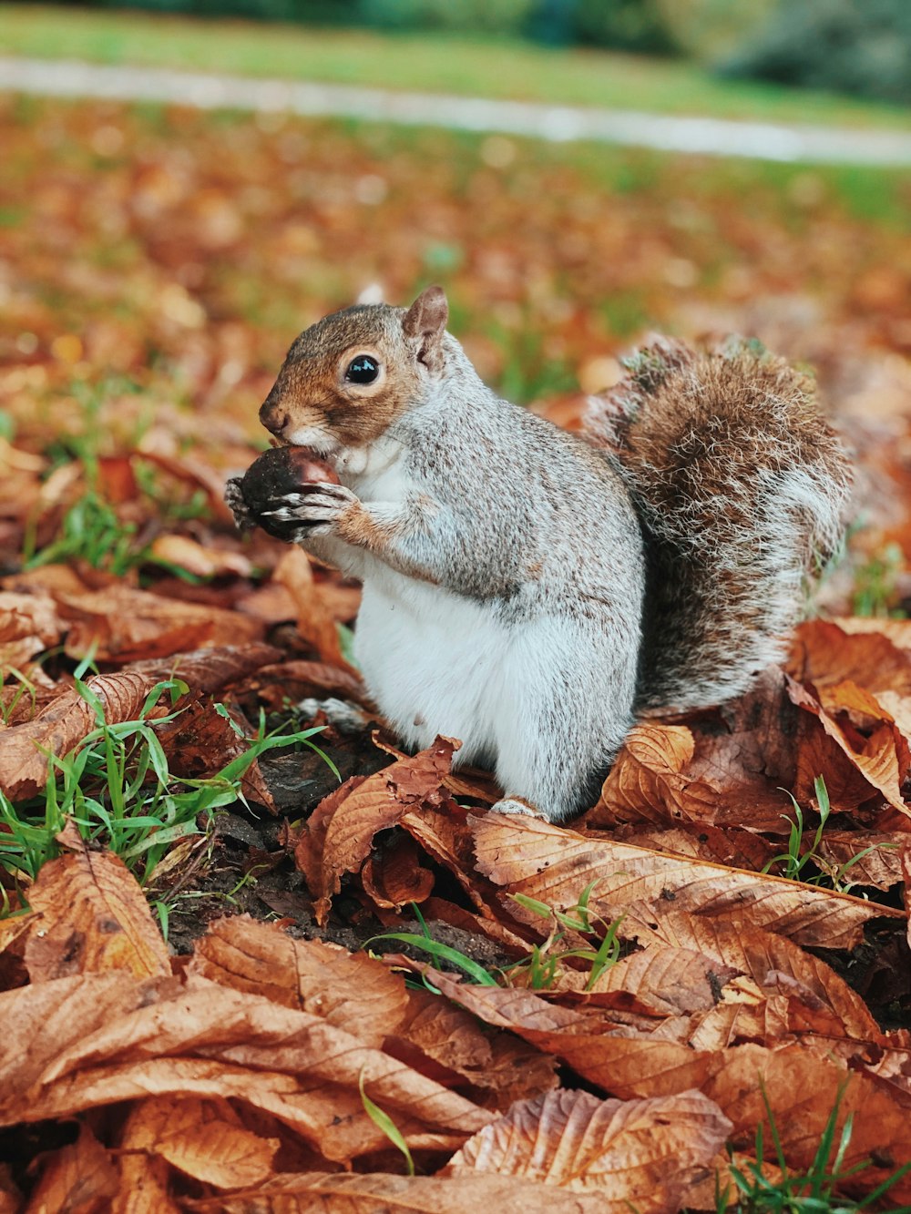 white and gray squirrel on brown leaves