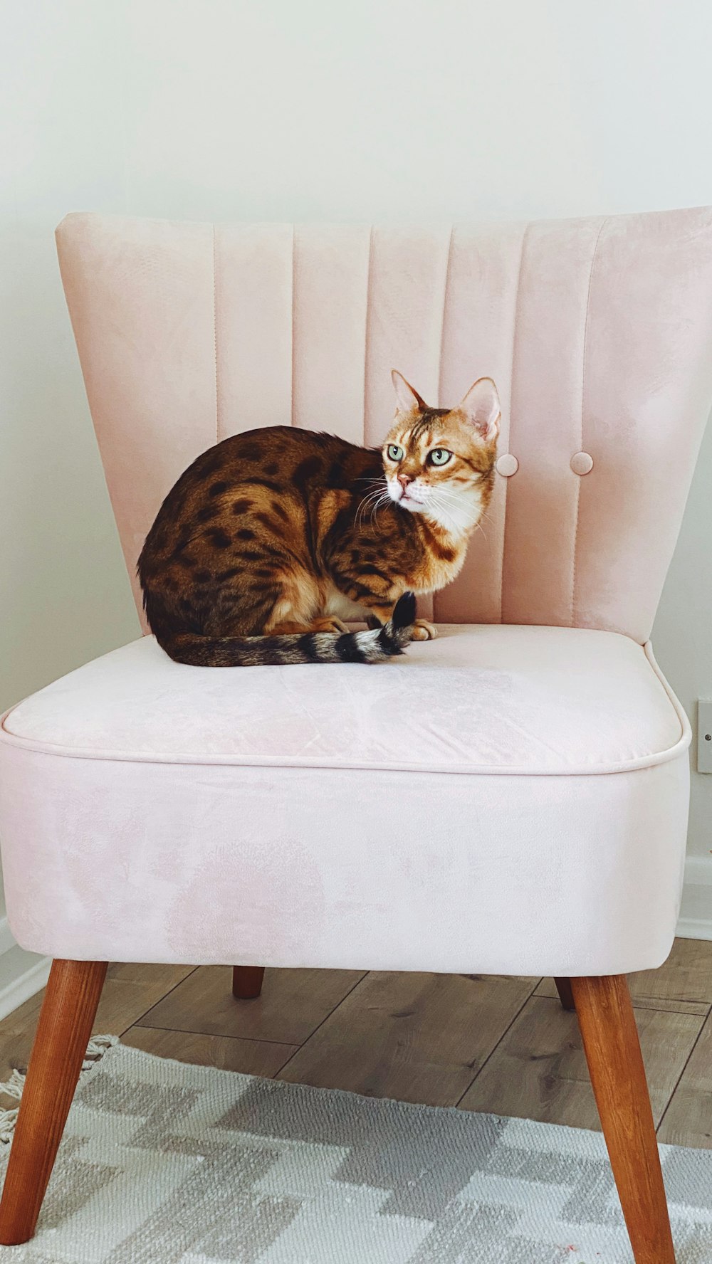 brown and black cat on white ottoman