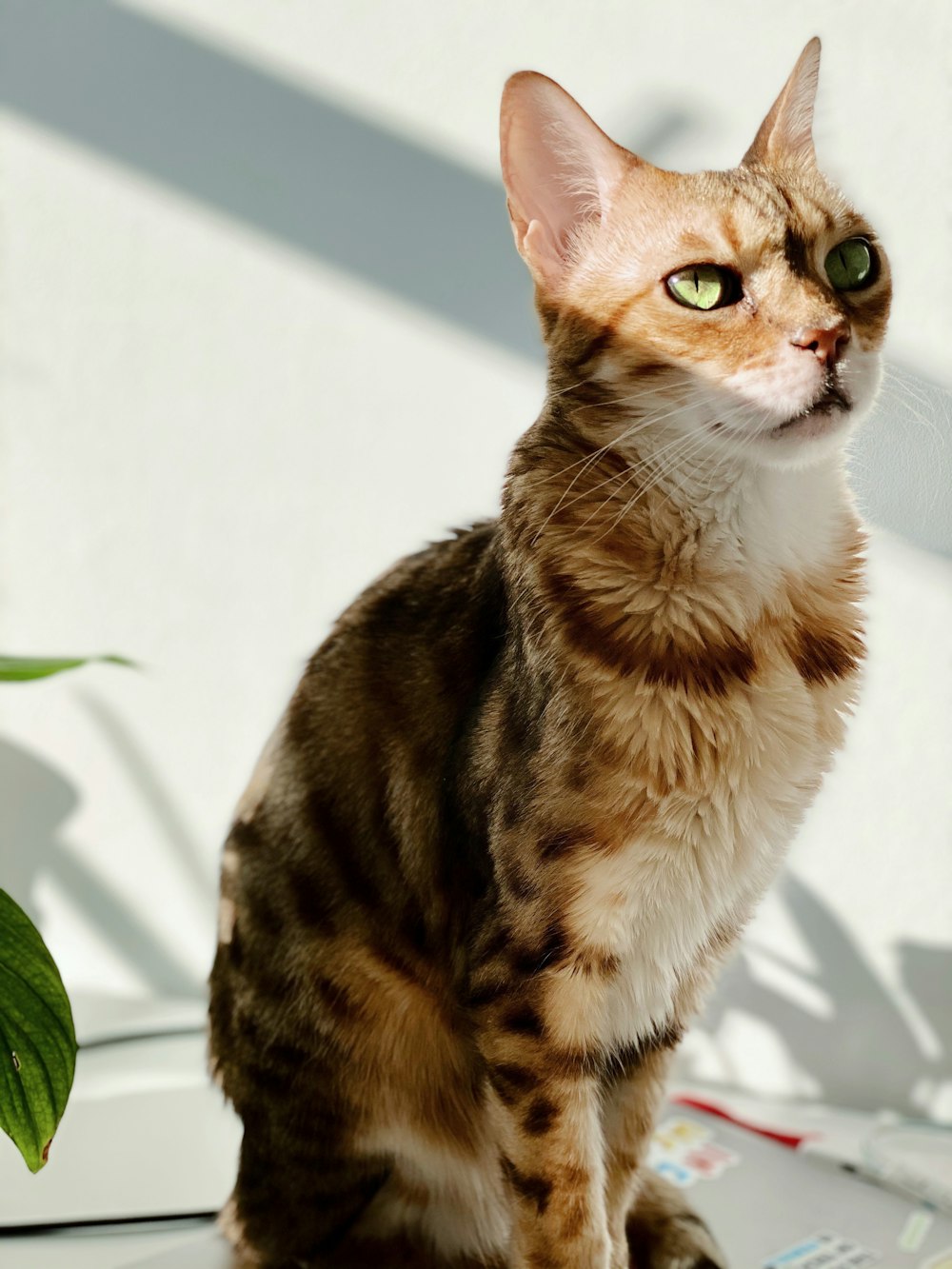 brown tabby cat on white table