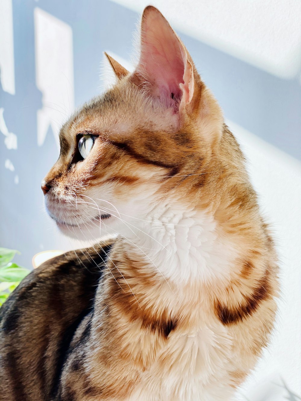 brown and white tabby cat