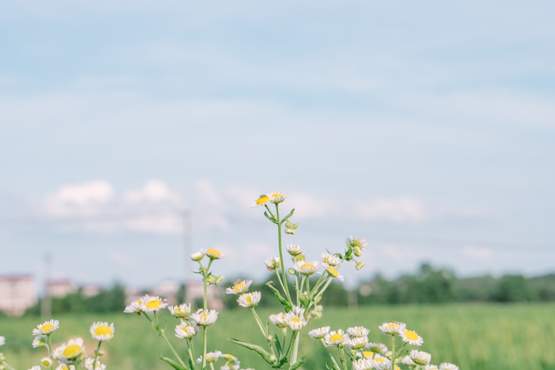 yellow flower field under blue sky during daytime