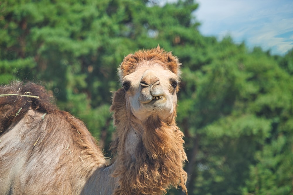 brown camel in green forest during daytime