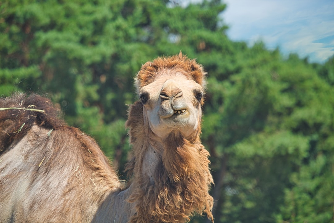 Afbeelding van Dieren