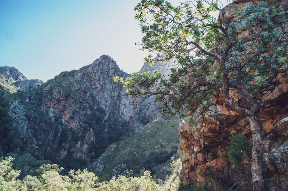 árvores verdes na montanha rochosa durante o dia