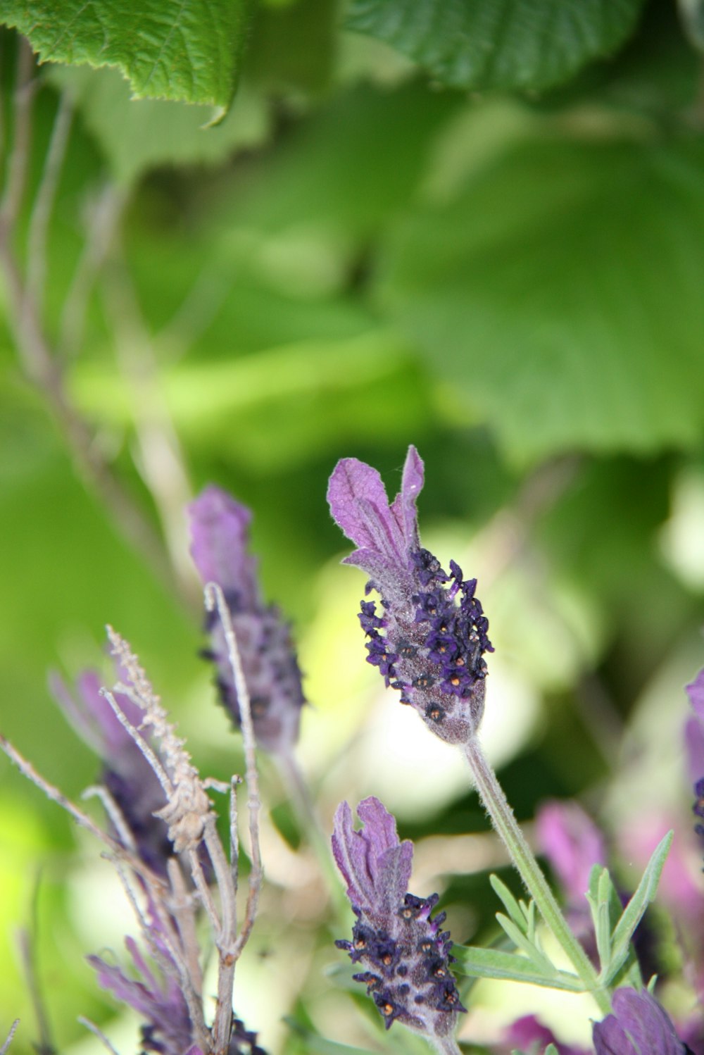 purple flower in tilt shift lens