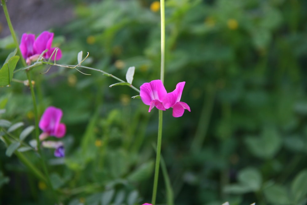 purple flower in tilt shift lens