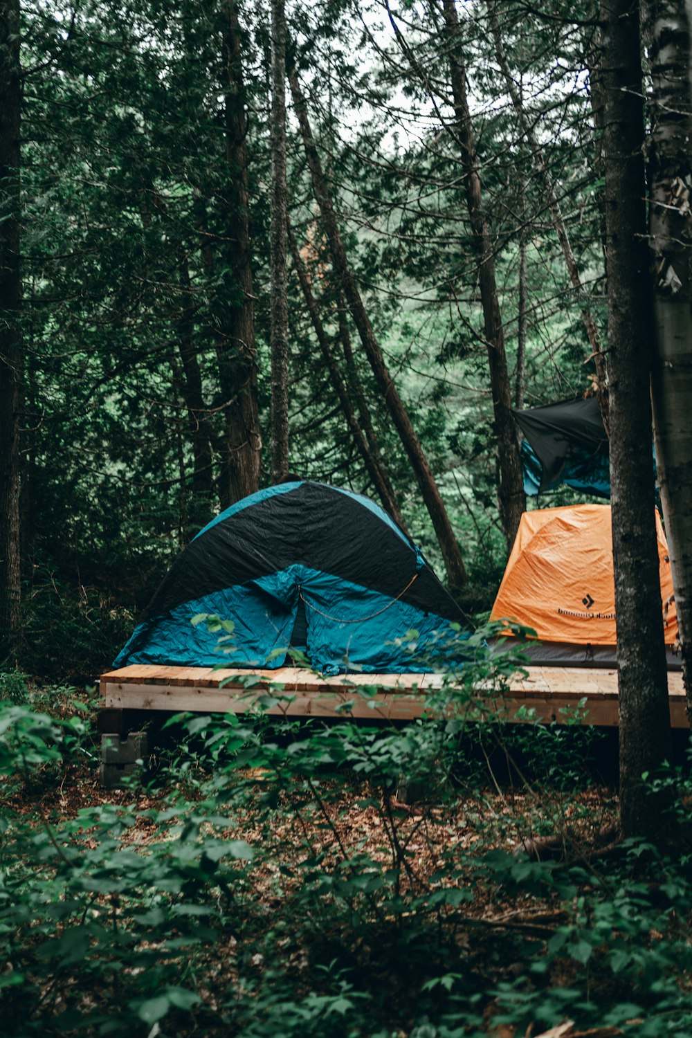 blue and brown tent in forest during daytime