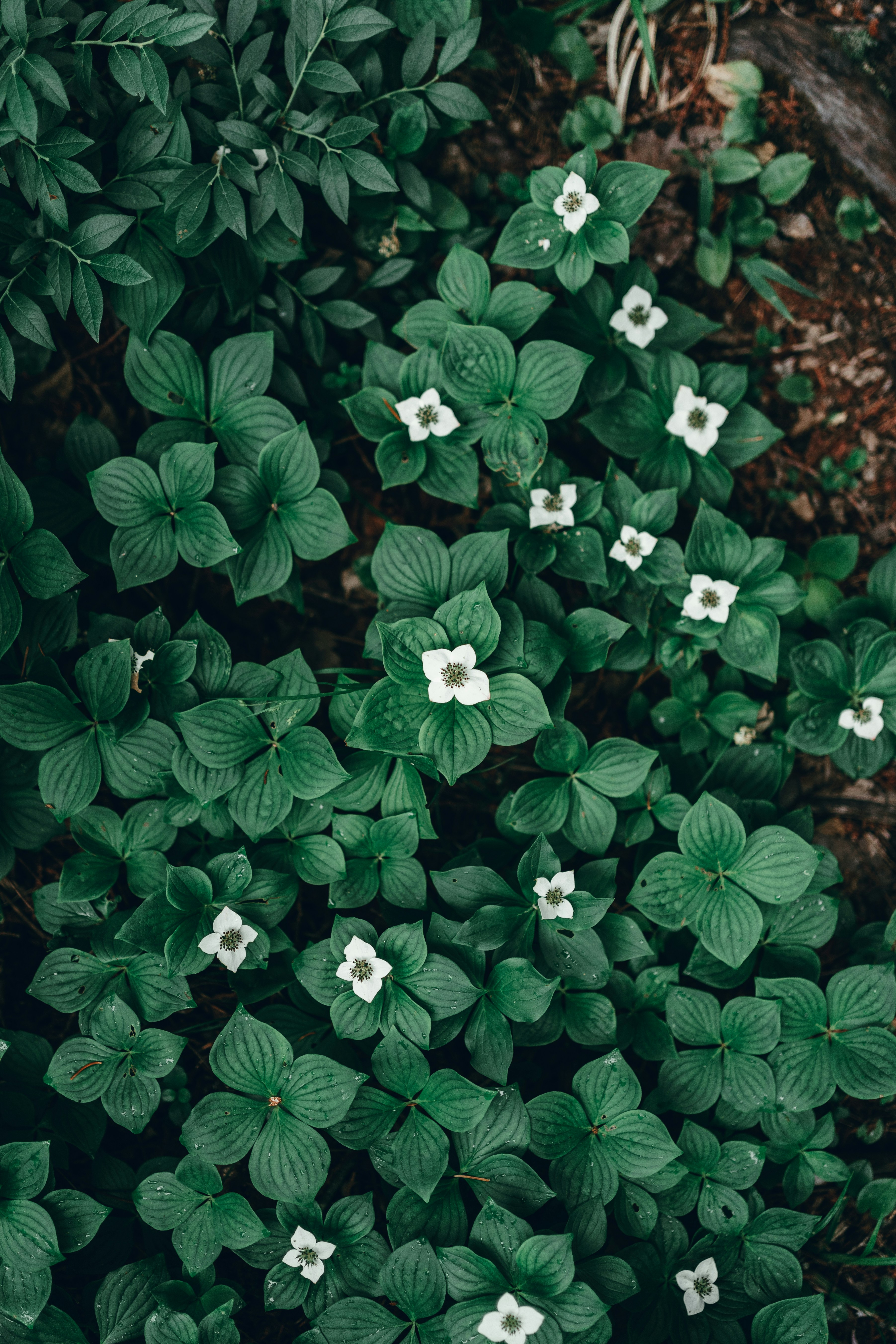 Photo by shaqhossain